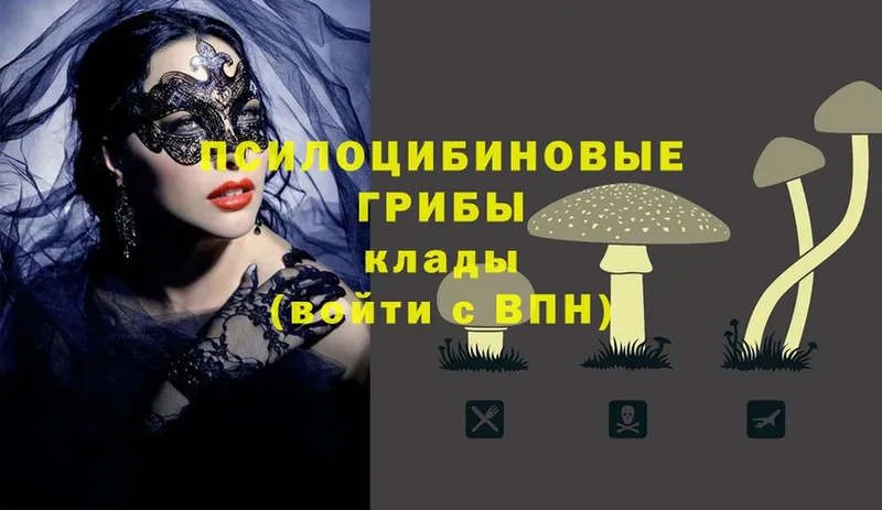 Псилоцибиновые грибы Psilocybe  Собинка 